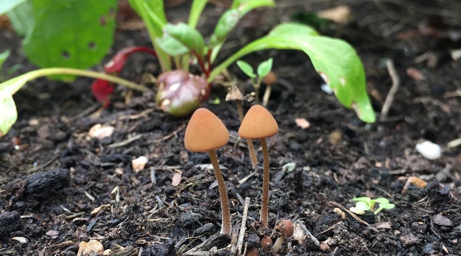 Fungi vs Plants: What Is the Difference? - Muzza Mushrooms
