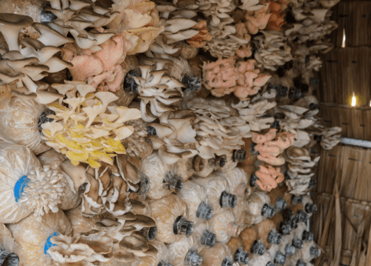 Growing Mushrooms at Home - Mushroom Grow Kit or DIY? - Muzza Mushrooms