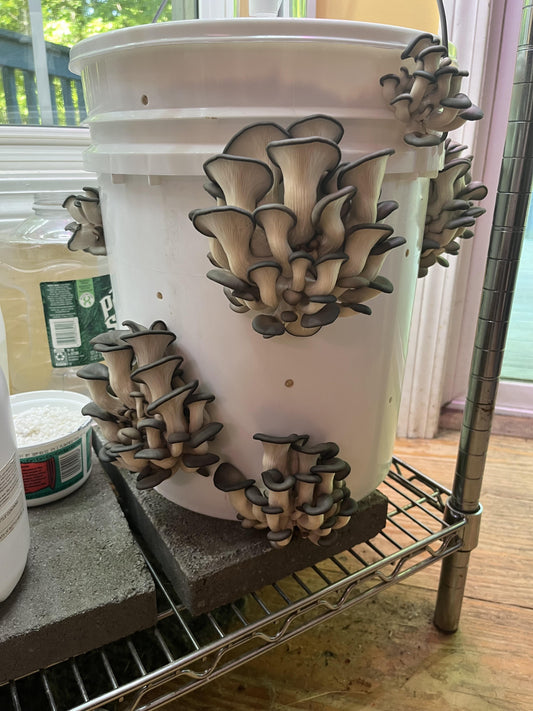How to Grow Oyster Mushrooms at Home - Muzza Mushrooms