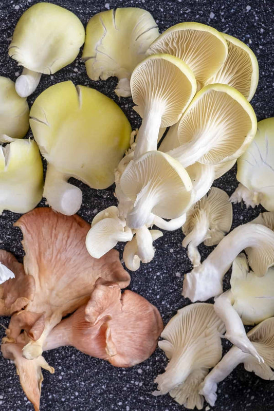 Pink vs Gold vs Blue Oyster Mushrooms Explained - Muzza Mushrooms