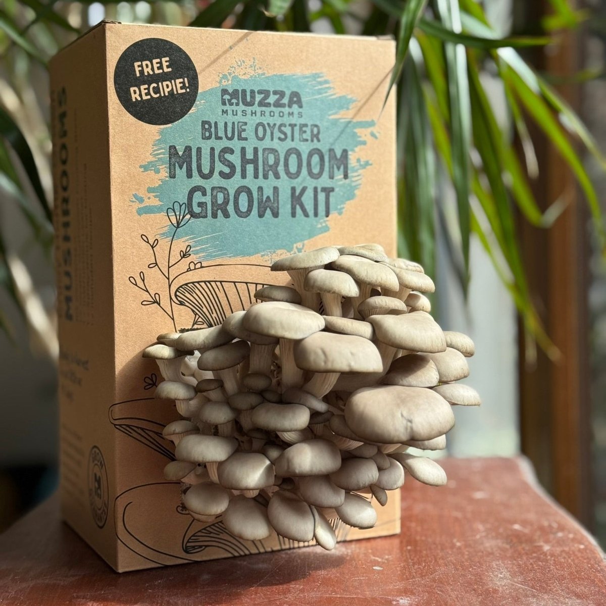 Oyster Mushroom Grow Kit - Muzza Mushrooms