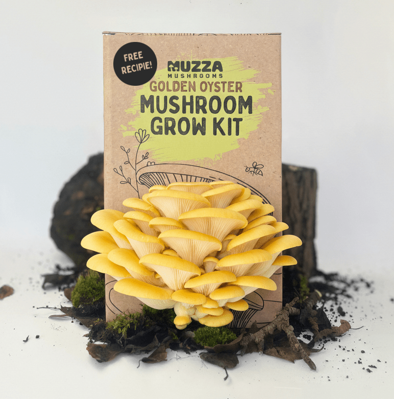 Oyster Mushroom Grow Kit - Muzza Mushrooms