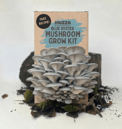 Oyster Mushroom Grow Kit - Muzza Mushrooms