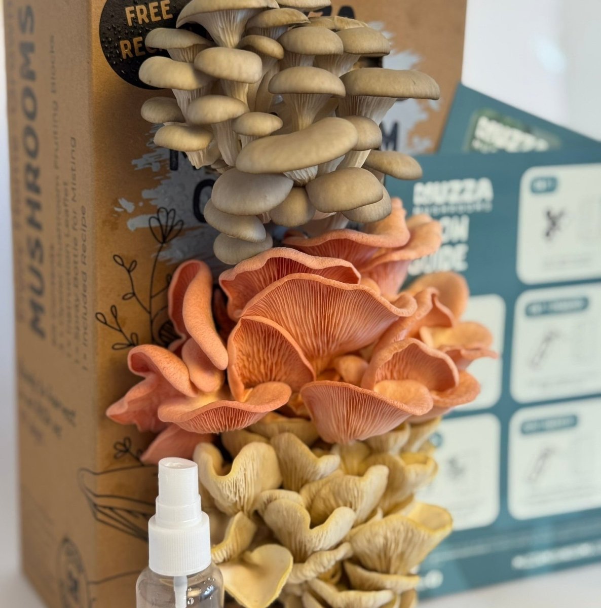 Oyster Mushroom Grow Kit - Muzza Mushrooms