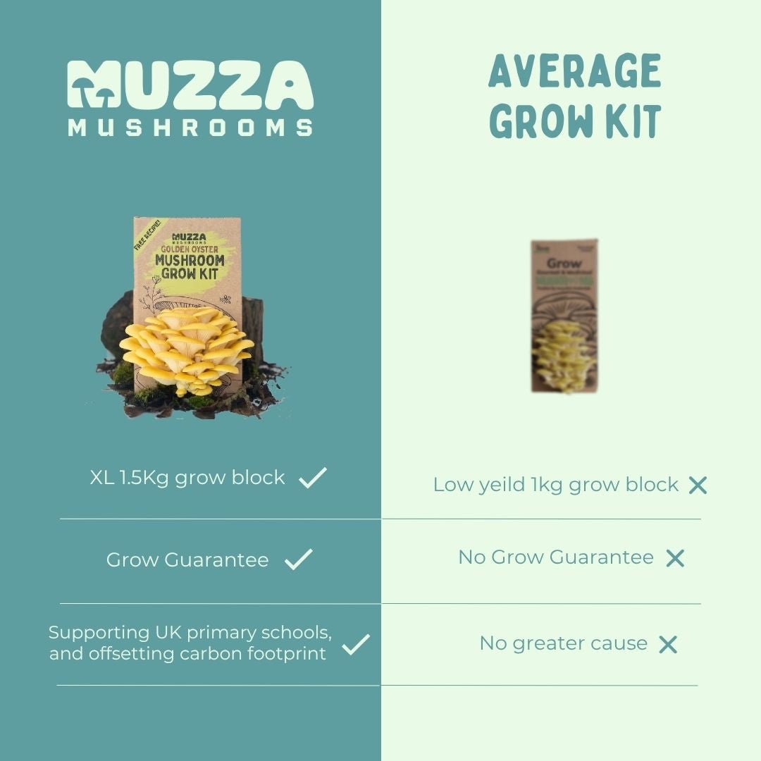 Oyster Mushroom Grow Kit - Muzza Mushrooms