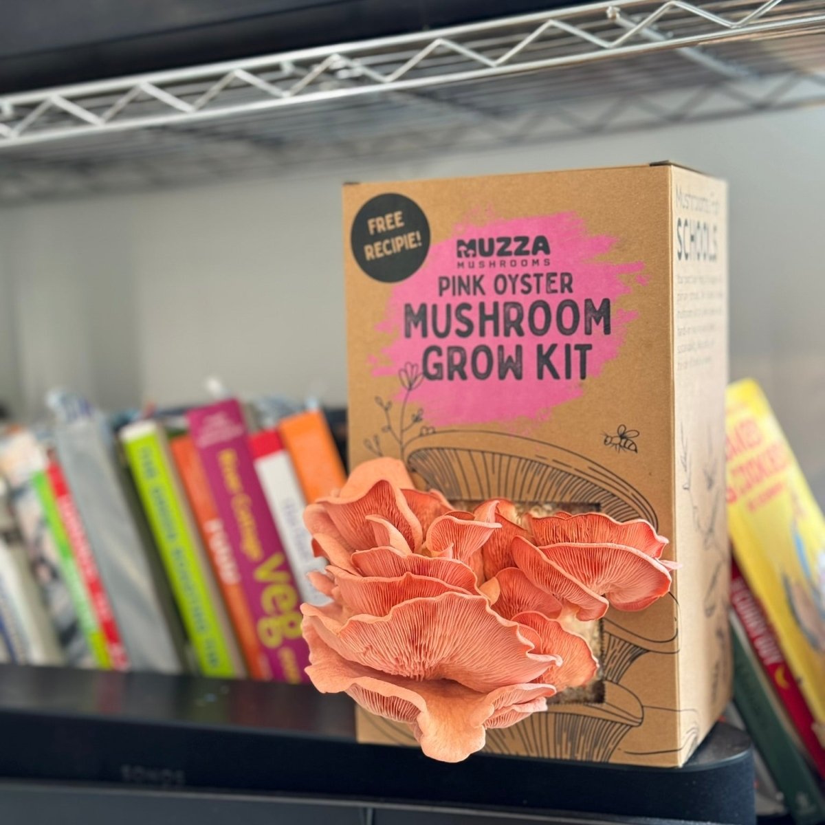 Oyster Mushroom Grow Kit - Muzza Mushrooms