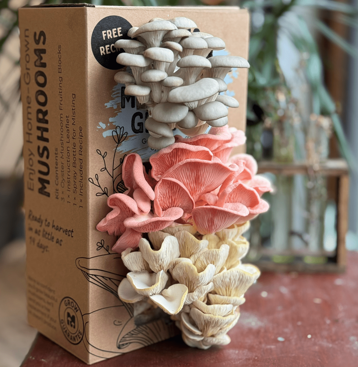 Oyster Mushroom Grow Kit - Muzza Mushrooms