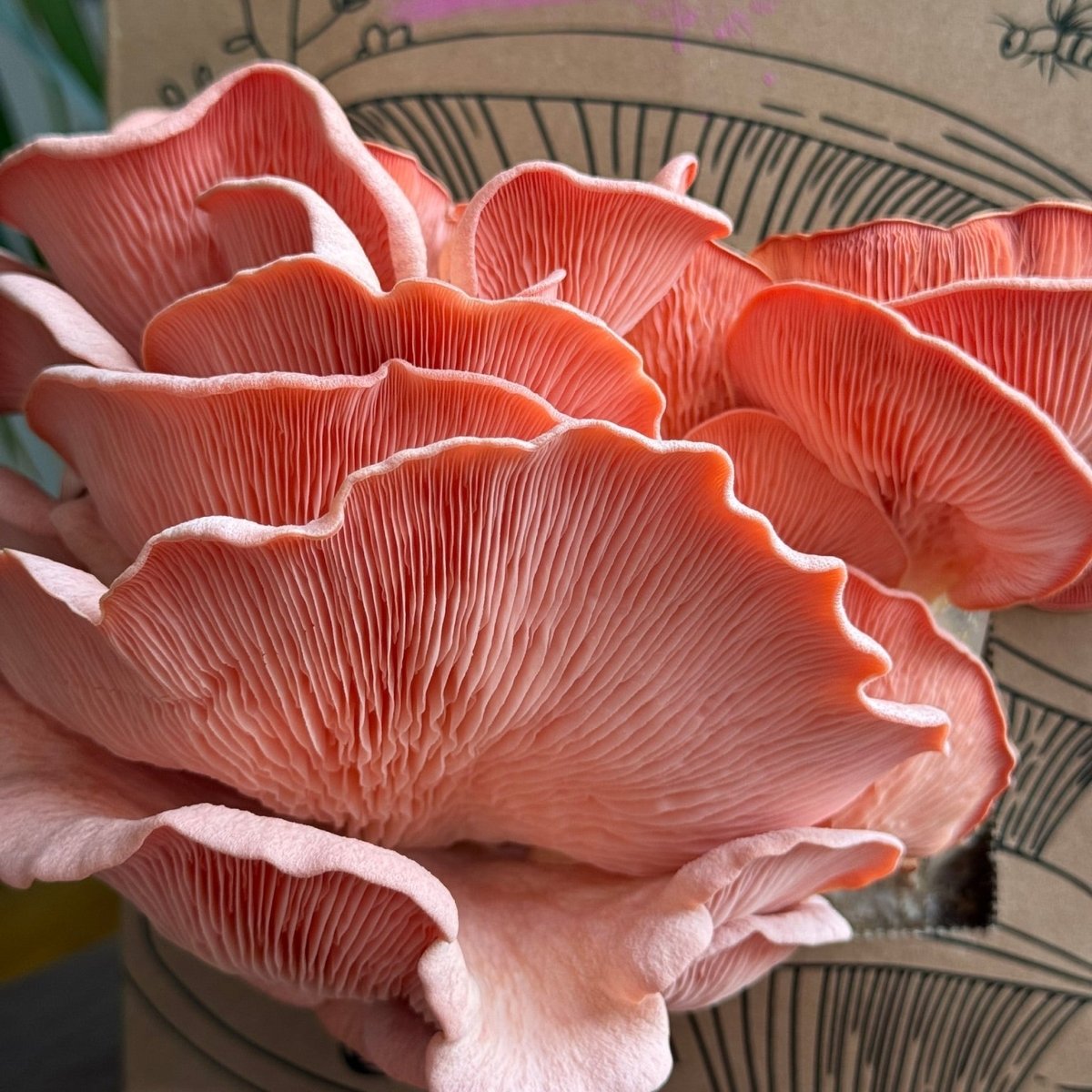 Oyster Mushroom Grow Kit - Muzza Mushrooms