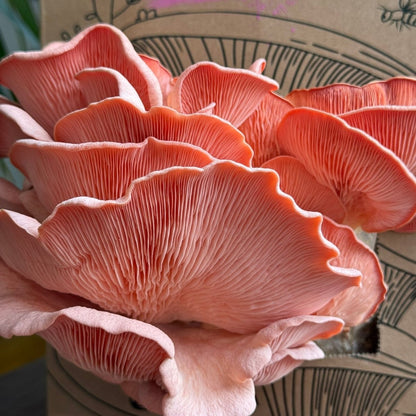 Oyster Mushroom Grow Kit - Muzza Mushrooms