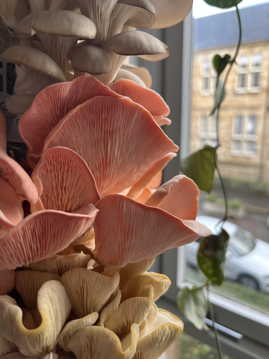 Oyster Mushroom Grow Kit - Muzza Mushrooms