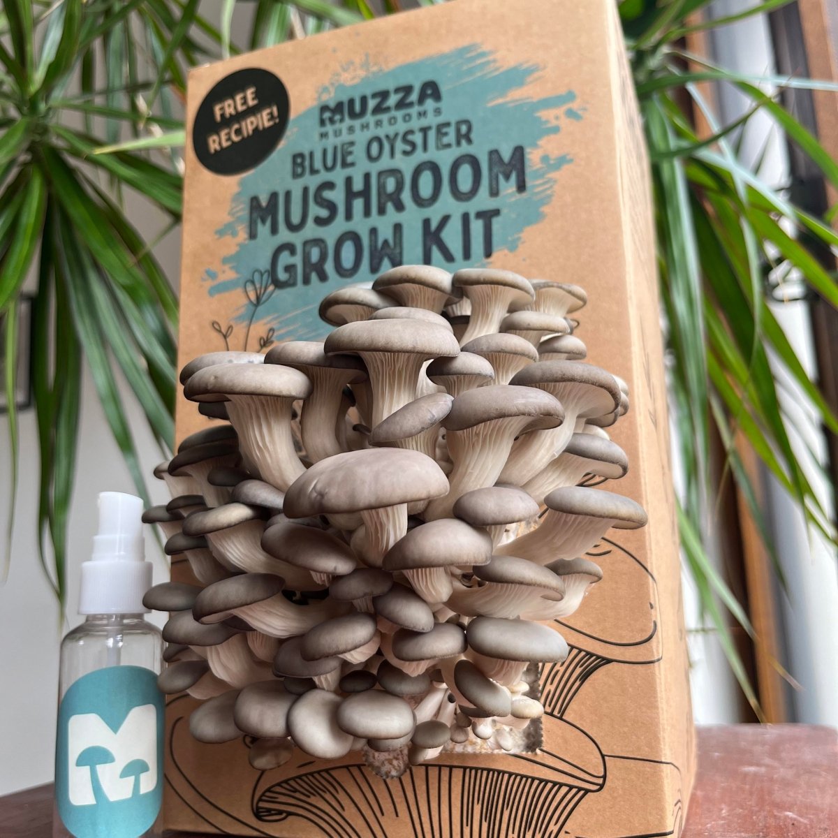 Oyster Mushroom Grow Kit - Muzza Mushrooms