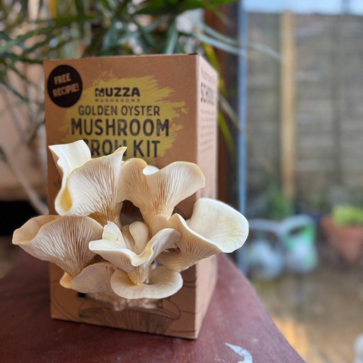 Oyster Mushroom Grow Kit - Muzza Mushrooms
