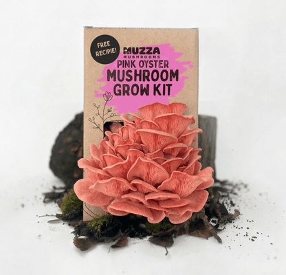 Oyster Mushroom Grow Kit - Muzza Mushrooms