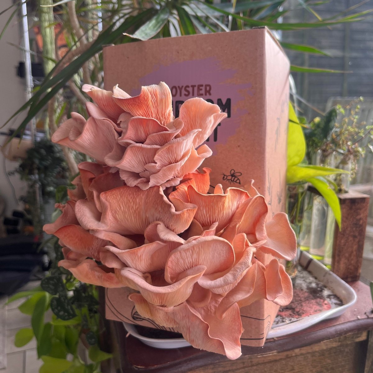 Oyster Mushroom Grow Kit - Muzza Mushrooms